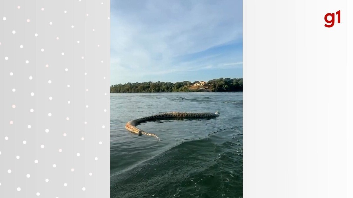 Comerciante encontra cobra gigante morta em passeio de barco no Lago de Palmas