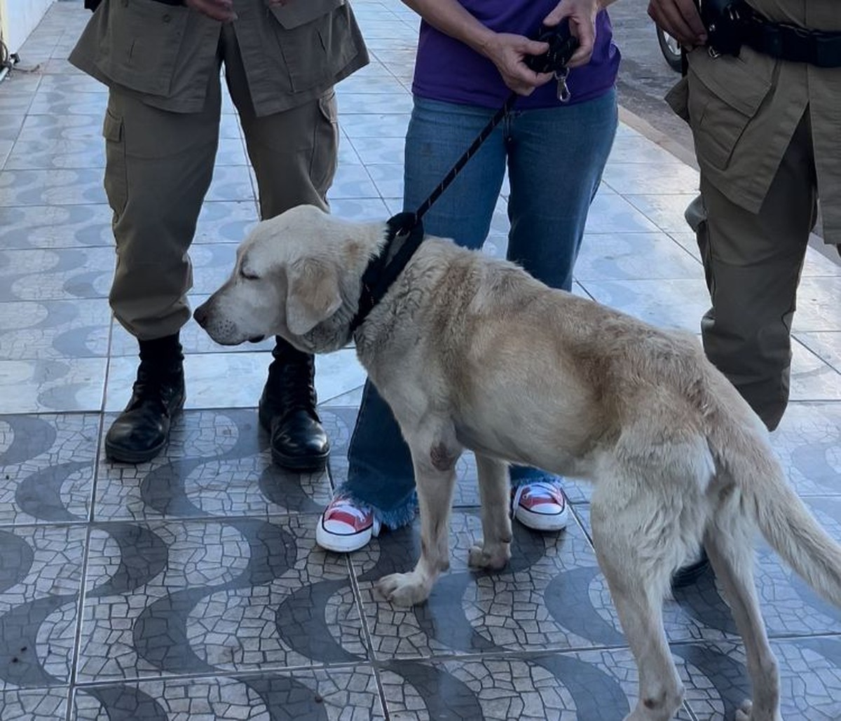 Cachorro abandonado em situação de maus-tratos é resgatado em Gurupi