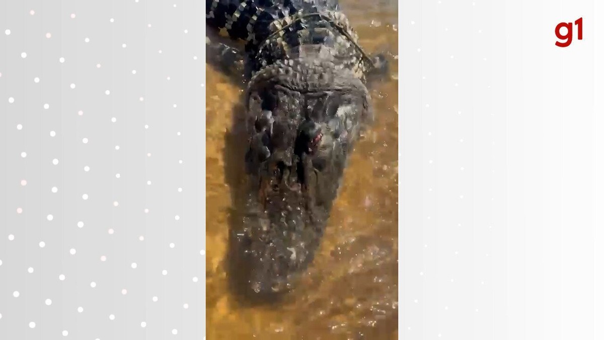 Jacaré gigante morto é encontrado boiando no Rio Araguaia