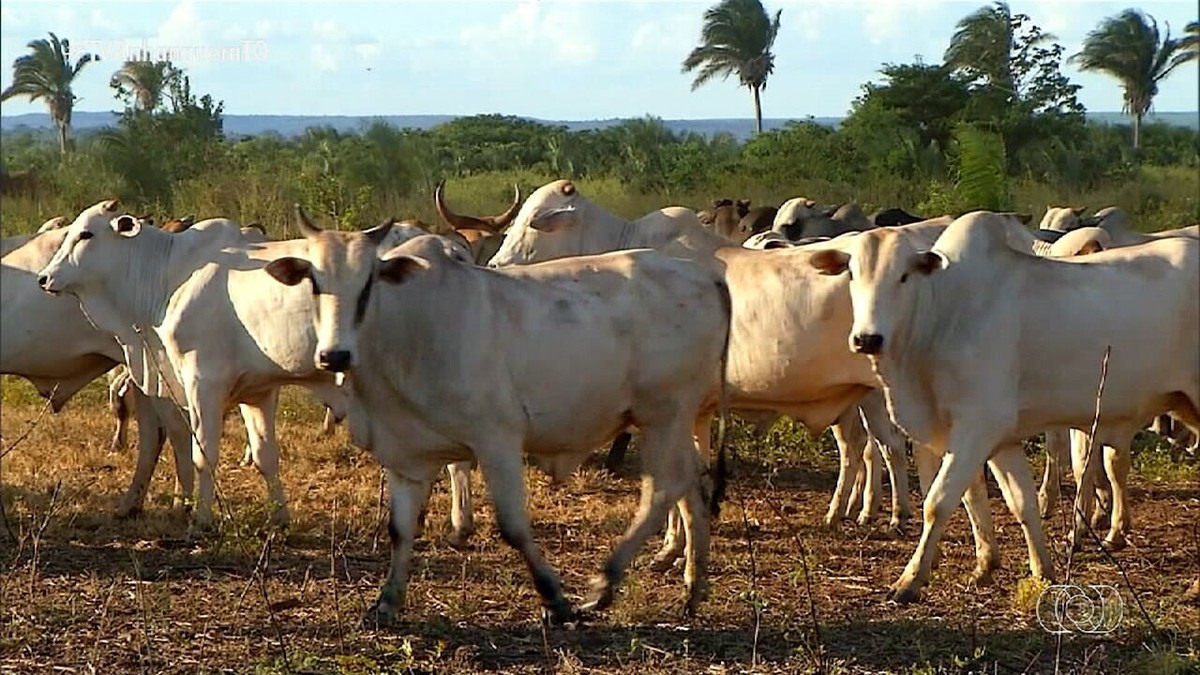 Desafios e estratégias: pecuaristas do Tocantins enfrentam baixa no preço da arroba