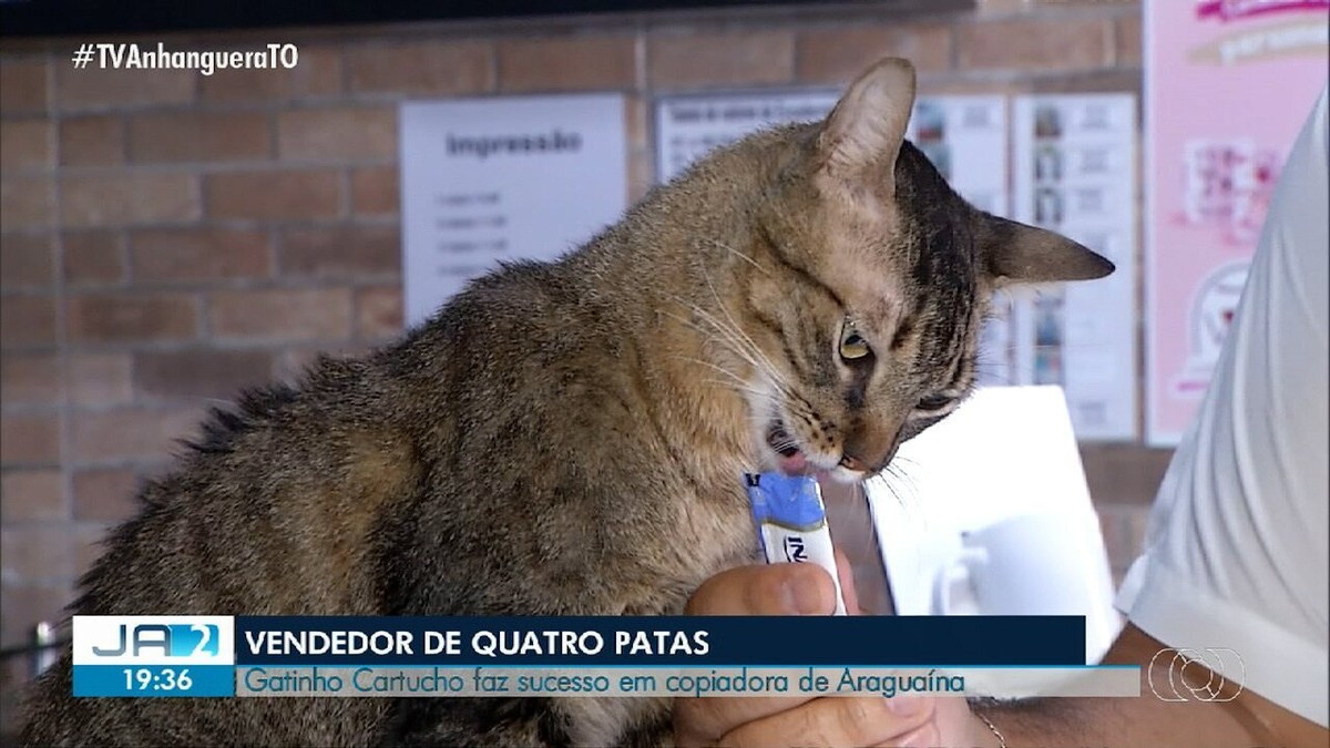 O sucesso do gato Cartucho em uma copiadora em Araguaína