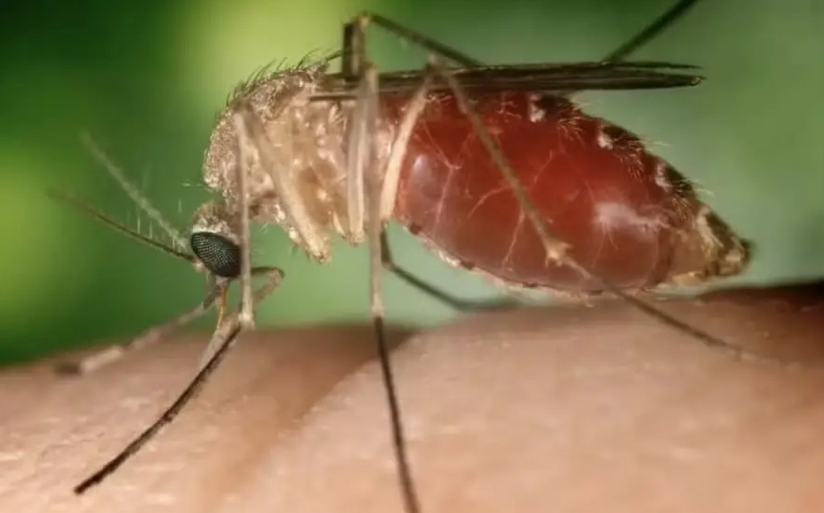 Doença pouco conhecida causada pelo vírus Orthobunyavirus oropoucheense (OROV) é confirmada no Tocantins