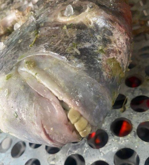 Vídeo do peixe com dentes de humanos choca turista e viraliza; assista