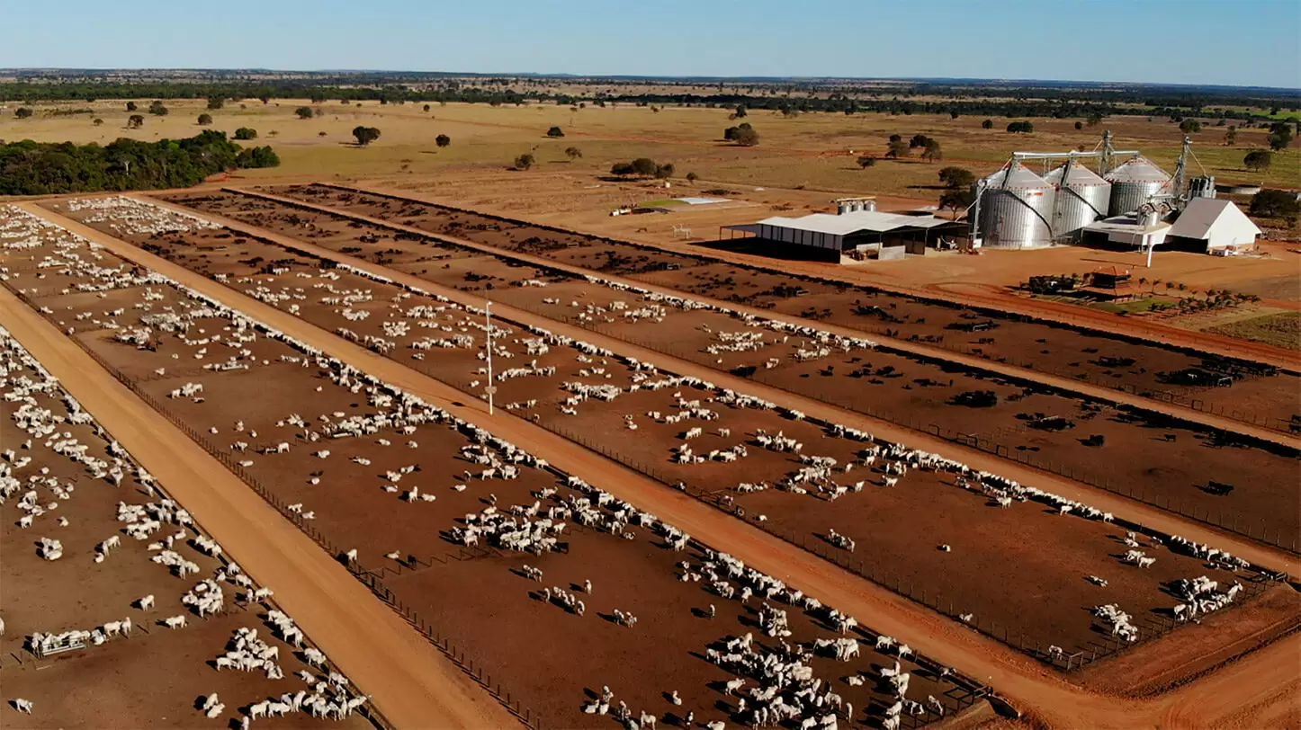 Descubra a maior fazenda do Brasil com 105 mil cabeças de gado!