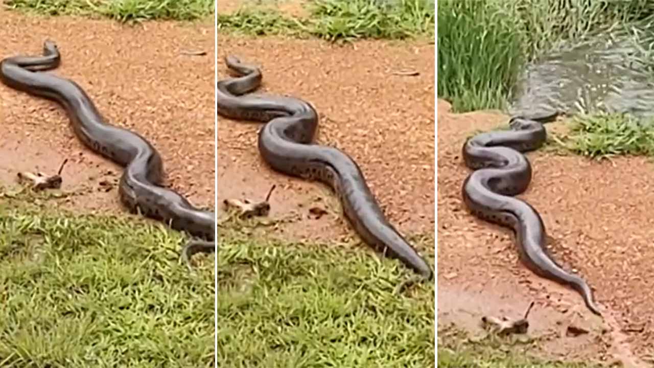 Sucuri gigante interrompe trânsito em rodovia de Goiás - Cobra causa caos em estrada movimentada!